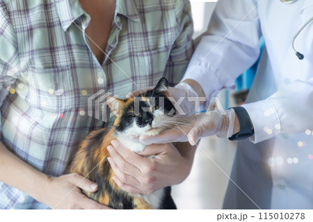 A cat is examined by a doctor in a clinic . A cat is examined by a doctor in a clinic . 115010278