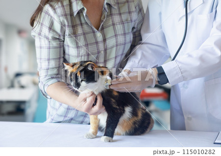 Concepts of diagnosis and treatment of diseases in cats. 115010282