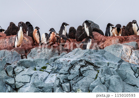 Impression of the Adelie Penguin Colony at the fish islands Impression of the Adelie Penguin Colony at the fish islands 115010593