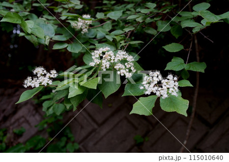 ガマズミの花 115010640