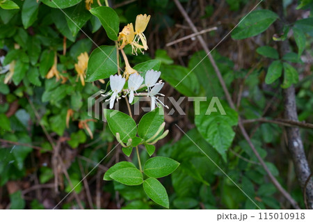 スイカズラの花 115010918