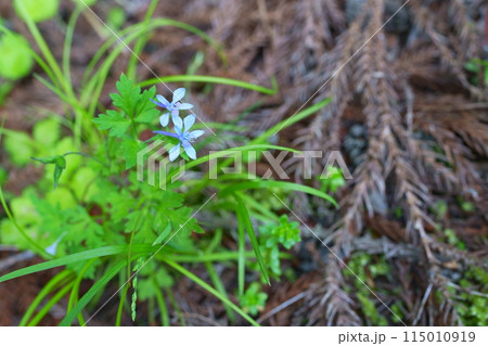 セリバヒエンソウの花 セリバヒエンソウの花 115010919