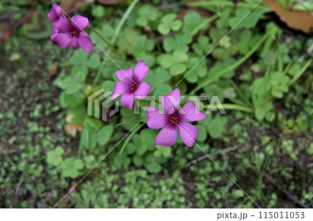 オキザリスの花 オキザリスの花 115011053