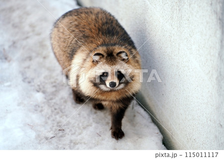 エゾタヌキ　(札幌市円山動物園) 115011117