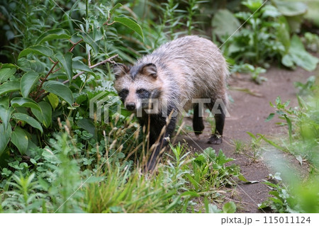 エゾタヌキ　(札幌市円山動物園) 115011124