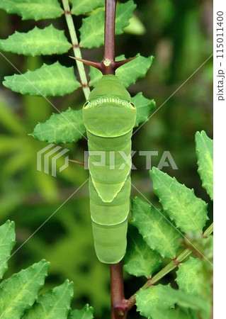 ナミアゲハの幼虫 ナミアゲハの幼虫 115011400