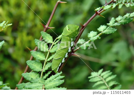 ナミアゲハの幼虫 115011403