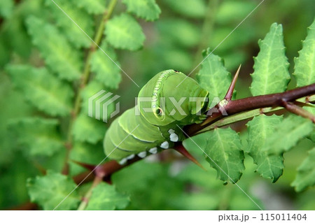 ナミアゲハの幼虫 ナミアゲハの幼虫 115011404