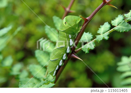ナミアゲハの幼虫 ナミアゲハの幼虫 115011405