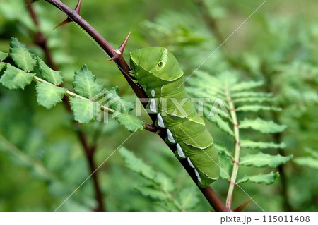 ナミアゲハの幼虫 115011408
