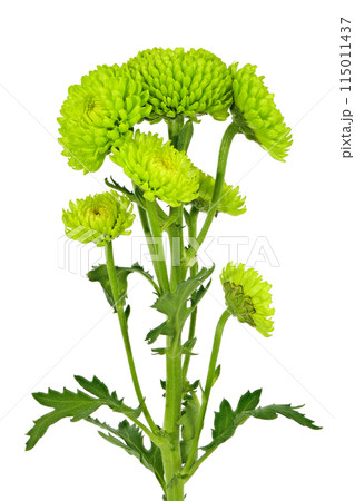 【菊 SPマム グリーン】 (深度合成) 115011437