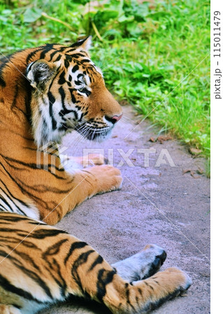 アムールトラ　(札幌市円山動物園) 115011479