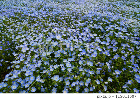 ネモフィラの花 河口湖湖畔の大石公園 ネモフィラの花 河口湖湖畔の大石公園 115011607