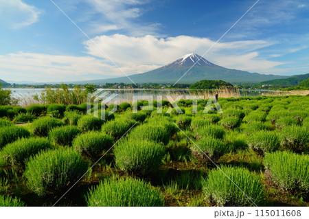 富士山とラベンダーの広がる河口湖湖畔の大石公園 富士山とラベンダーの広がる河口湖湖畔の大石公園 115011608