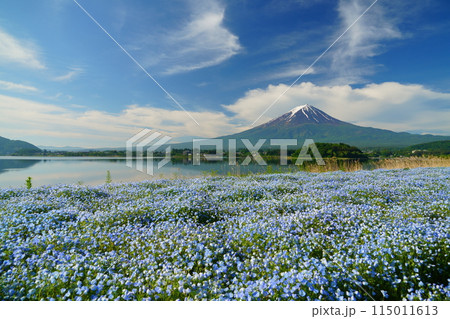 富士山とネモフィラの広がる河口湖湖畔の大石公園 富士山とネモフィラの広がる河口湖湖畔の大石公園 115011613