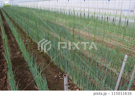 長ネギ栽培中のビニールハウス 115011616