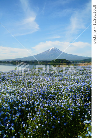 ネモフィラの花畑と早朝の富士山　河口湖湖畔の大石公風景風景 115011619