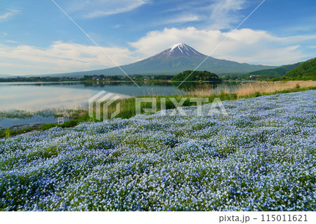 ネモフィラの花畑と早朝の富士山　河口湖湖畔の大石公風景風景 115011621
