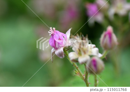 ナワシロイチゴの花 メシベ ナワシロイチゴの花 メシベ 115011768