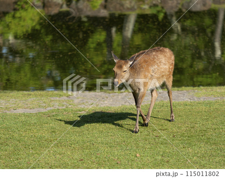 【奈良公園】水を飲み終えた鹿 115011802