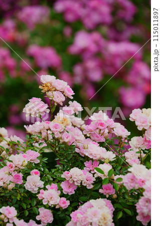 ピンク色の可憐な花が咲く生田緑地のばら苑　 115011897