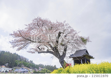 福島　小沢の桜（田村市） 115011970