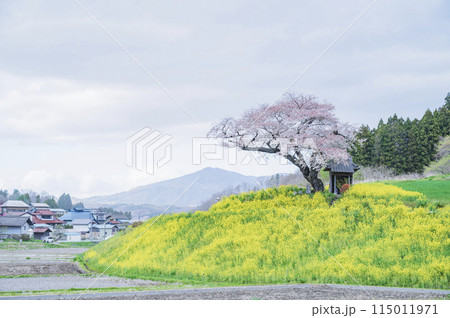 福島 小沢の桜(田村市) 福島 小沢の桜(田村市) 115011971