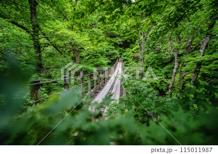 新緑の花貫渓谷 汐見滝吊り橋 新緑の花貫渓谷 汐見滝吊り橋 115011987