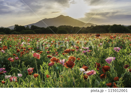 小貝川ふれあい公園から満開のポピー畑と筑波山に昇る朝日 115012001