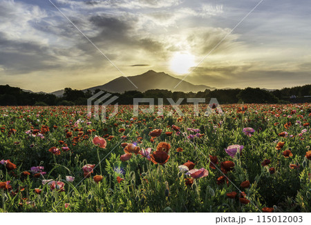 小貝川ふれあい公園から満開のポピー畑と筑波山に昇る朝日 115012003