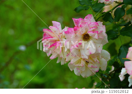 白い色のバラの花　生田緑地のばら苑 115012012