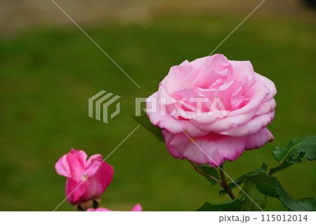 ピンク色のバラの花　生田緑地のばら苑 115012014
