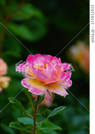 ピンク色のバラの花 生田緑地のばら苑 ピンク色のバラの花 生田緑地のばら苑 115012015