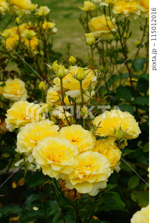 黄色いバラの花 生田緑地のばら苑 黄色いバラの花 生田緑地のばら苑 115012016