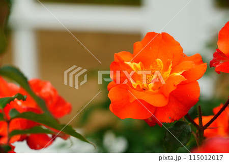 オレンジ色のバラの花　生田緑地のばら苑 115012017