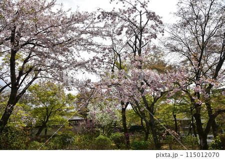 日本の春の京都　世界文化遺産の天龍寺　庭園の遊歩道　満開の桜と美しい花と新緑 115012070