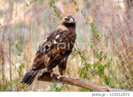 Golden eagle (lat.- Aquila chrysaetos) Golden eagle (lat.- Aquila chrysaetos) 115012072