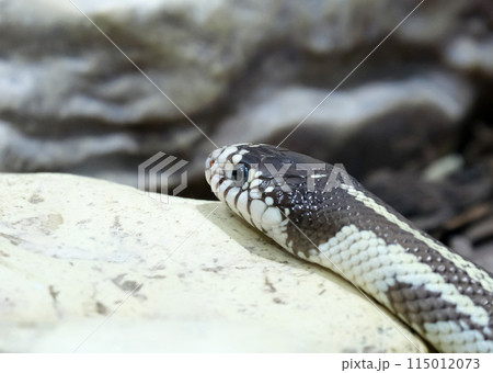 California kingsnake (lat.- Lampropeltis californiae) 115012073