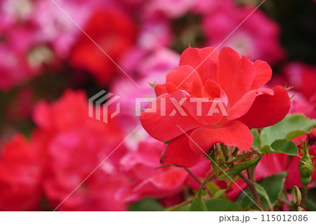 赤い薔薇の花 生田緑地のばら苑 赤い薔薇の花 生田緑地のばら苑 115012086