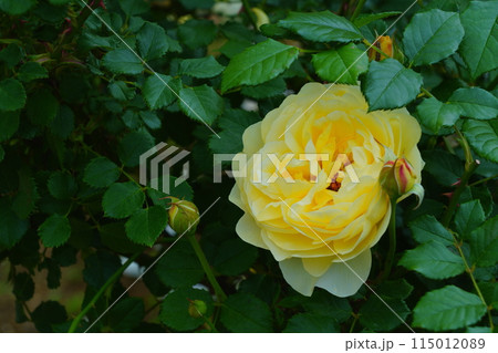 黄色いバラの花 生田緑地のばら苑 黄色いバラの花 生田緑地のばら苑 115012089
