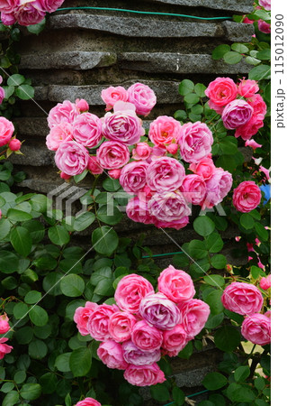 ピンク色のバラの花　生田緑地のばら苑 115012090