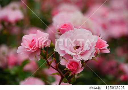 ピンク色のバラの花 生田緑地のばら苑 ピンク色のバラの花 生田緑地のばら苑 115012093