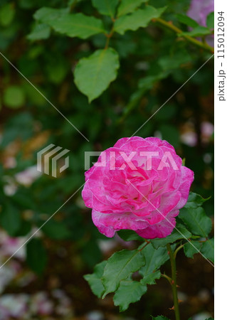 ピンク色のバラの花 生田緑地のばら苑 ピンク色のバラの花 生田緑地のばら苑 115012094