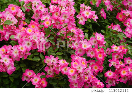 ピンク色のバラの花 生田緑地のばら苑 ピンク色のバラの花 生田緑地のばら苑 115012112