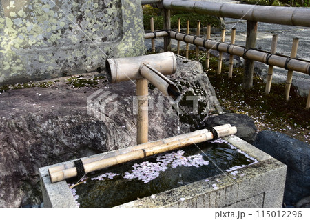 日本の春の京都　世界文化遺産の天龍寺　庭園のししおどし　水溜まりに浮かぶ桜の花びら 115012296