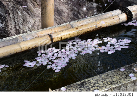 日本の春の京都　世界文化遺産の天龍寺　庭園のししおどし　水溜まりに浮かぶ桜の花びら 115012301