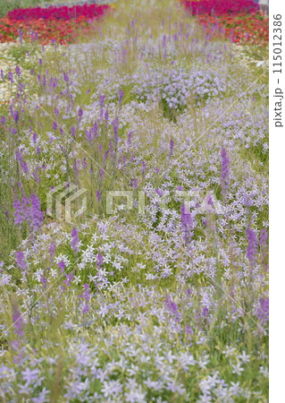 浜名湖ガーデンパークの花壇　2024年5月 115012386