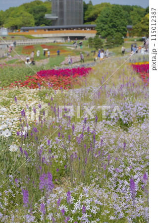 浜名湖ガーデンパークの花壇　2024年5月 115012387