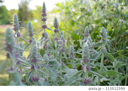 浜名湖ガーデンパークの花壇　2024年5月 115012399