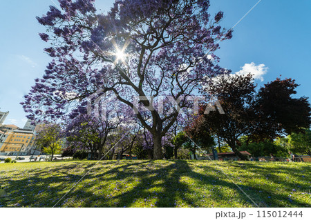 Purple Blue Jacaranda Mimosifolia Tree with Flowers and Green Lawn. Lisbon, Portugal. Wide Shot Purple Blue Jacaranda Mimosifolia Tree with Flowers and Green Lawn. Lisbon, Portugal. Wide Shot 115012444